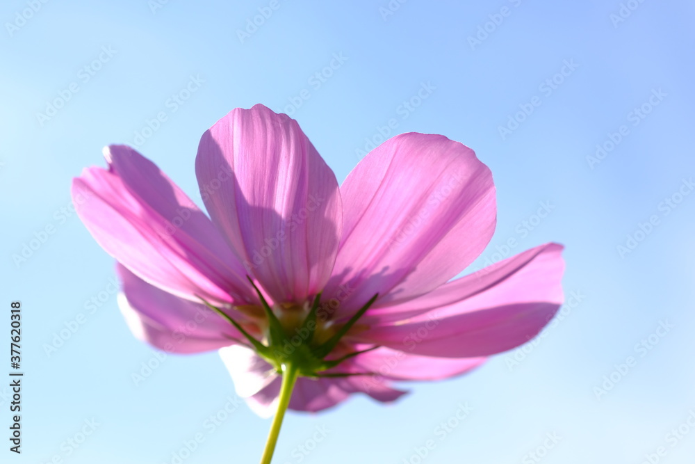 秋の東京の青空とピンク色のコスモスの花（日本の浜離宮恩賜庭園）