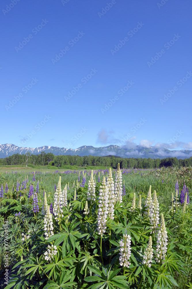 白花のルピナス(北海道・上士幌町) 白花のルピナス(北海道・上士幌町)