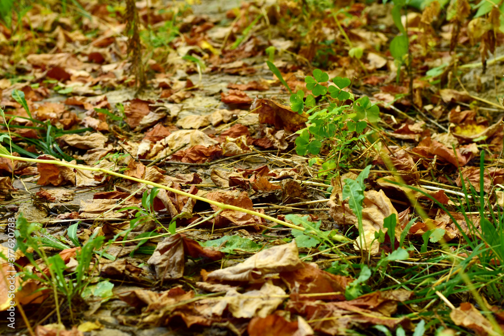 Fototapeta premium The path in the garden is covered with fallen dry leaves.