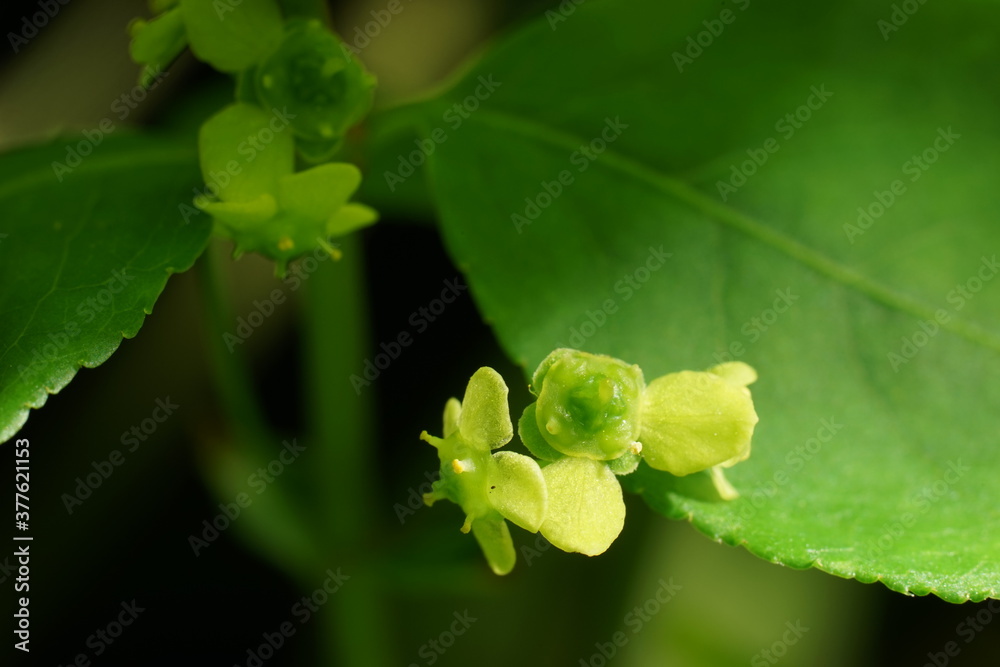 小さな緑色の花と緑の葉 Stock 写真 Adobe Stock