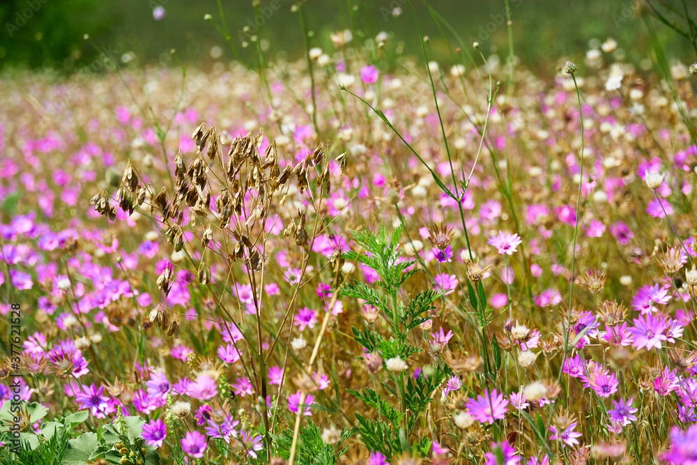 beautiful summer landscape with pink wild flowers beautiful summer landscape with pink wild flowers