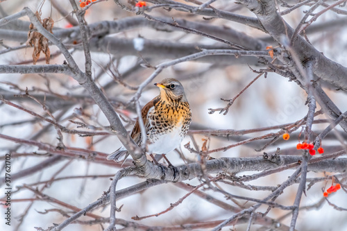 Fieldfare is sitting on branch in winter or autumn blurred background.