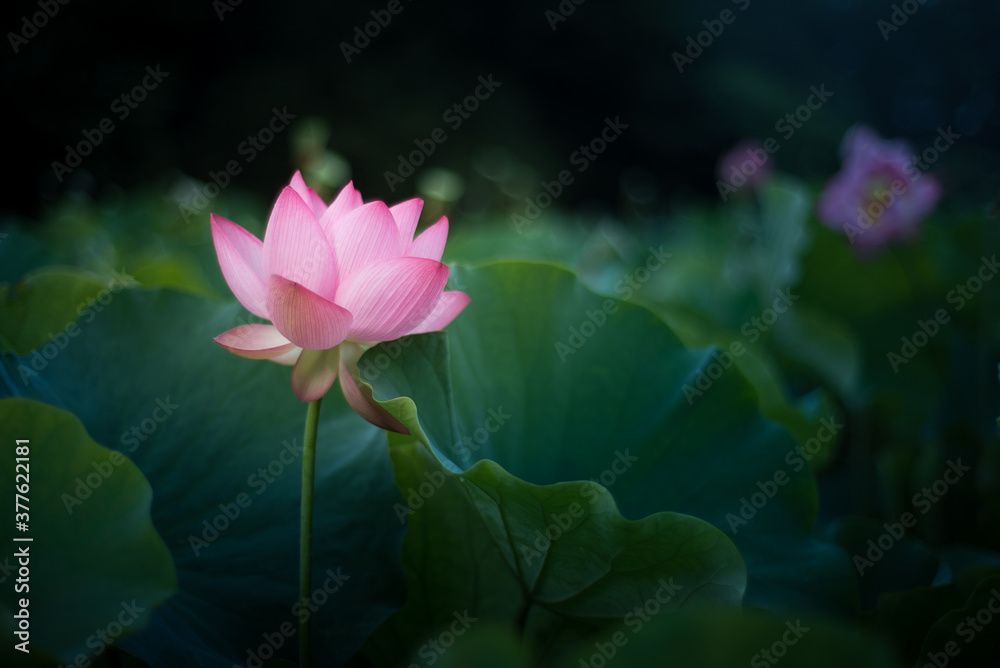 Obraz premium 美しく咲く蓮の花