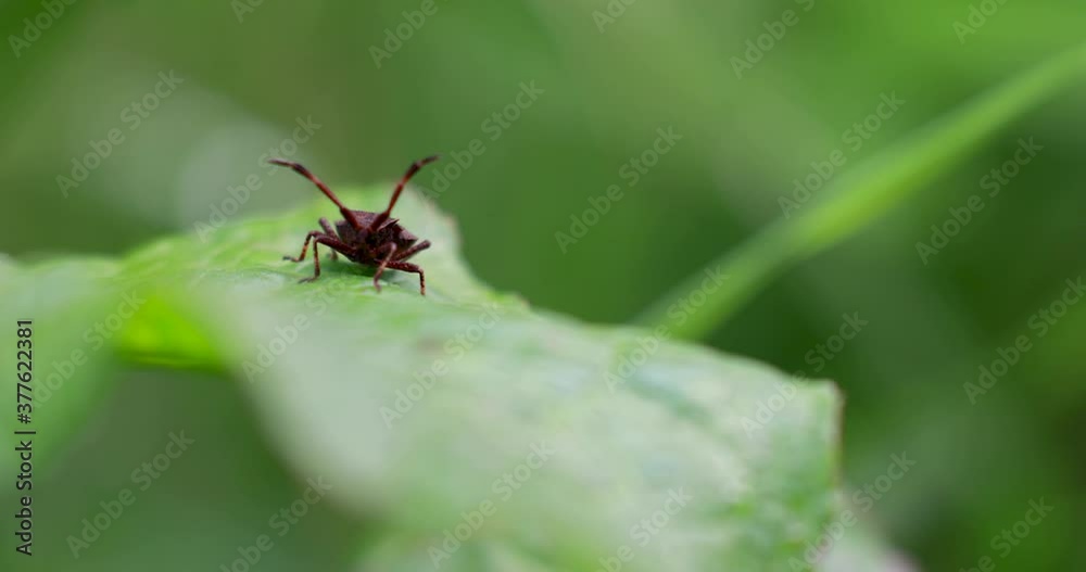 Bug/insect/beastie moving slowly on green leaves during a warm sunny summers day. Bug/insect/beastie moving slowly on green leaves during a warm sunny summers day.