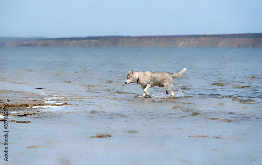 A young Siberian Husky male walks at the water. The dog has dirty grey & white fur, his eyes are brown. Blue water surrounds him, a beach with yellow sand is nearby. Coast in the background. A young Siberian Husky male walks at the water. The dog has dirty grey & white fur, his eyes are brown. Blue water surrounds him, a beach with yellow sand is nearby. Coast in the background.