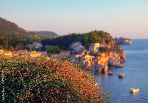 Seaside garden . Pink flowers growing above beach photo