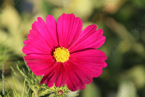 Cosmos In Bloom, Edmonton, Alberta