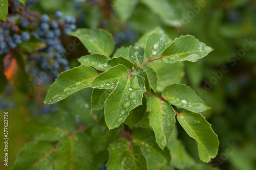 Wallpaper Mural Dew and rain drops on the leaves of a bush with blue berries in a city park. Torontodigital.ca