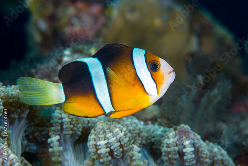 Anemonefish - clown fish - Amphiprion clarkii. Underwater world of Tulamben  Bali  Indonesia.
