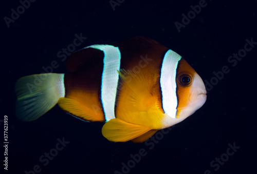 Anemonefish - clown fish - Amphiprion clarkii. Underwater world of Tulamben, Bali, Indonesia.