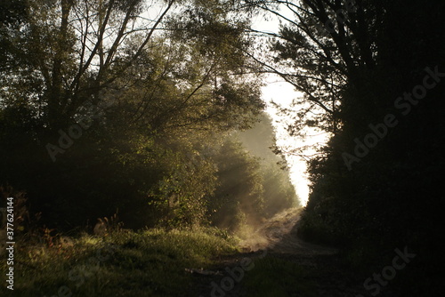 forest road in autumn morning