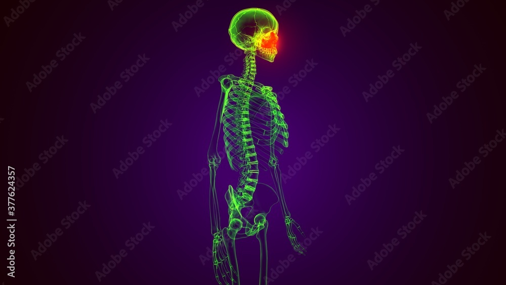 3d render of human skeleton temporal bone anatomy
