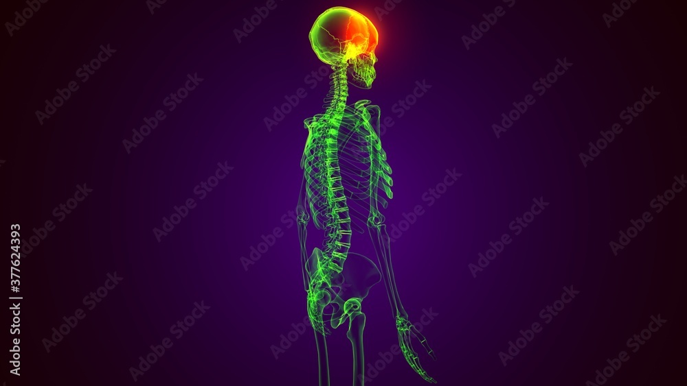 3d render of human skeleton temporal bone anatomy 3d render of human skeleton temporal bone anatomy