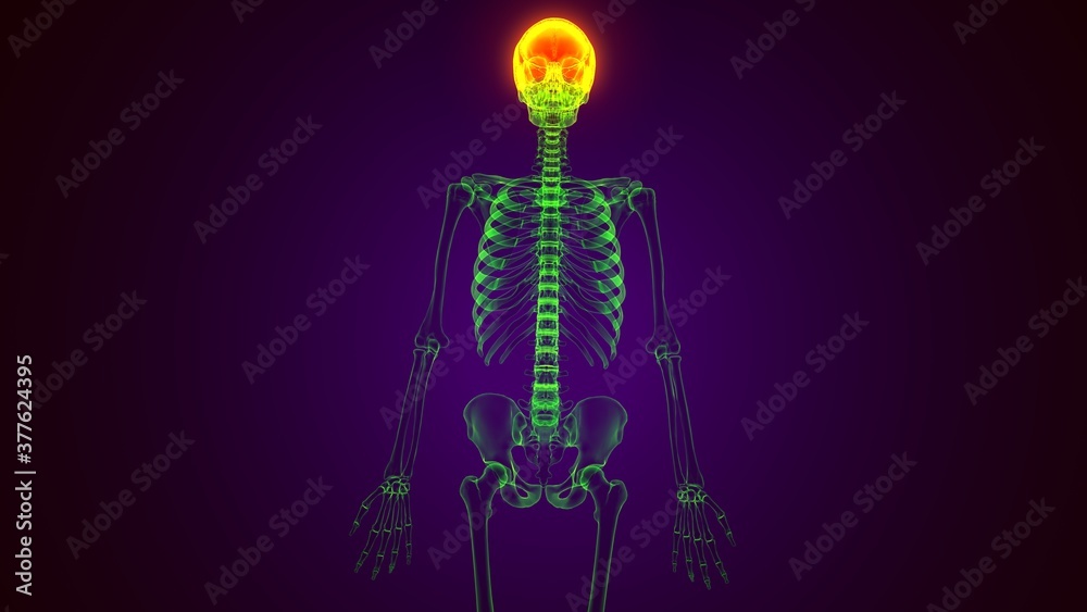 Human Skeleton Skull Maxilla Bone Anatomy For Medical Concept 3D Illustration
