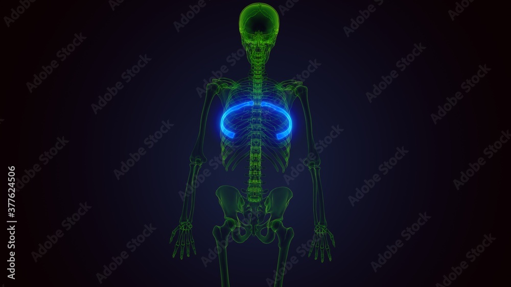 Human skeleton anatomy Rib Cage 9th Bone 3D Rendering . Human skeleton anatomy Rib Cage 9th Bone 3D Rendering .