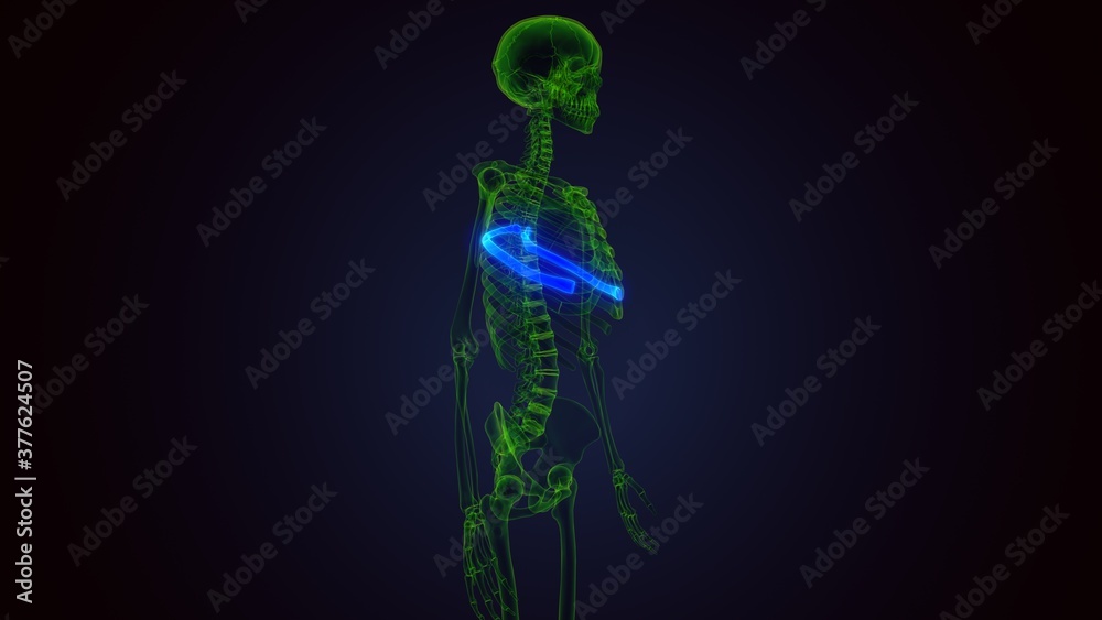 Human skeleton anatomy Rib Cage 9th Bone 3D Rendering . Human skeleton anatomy Rib Cage 9th Bone 3D Rendering .