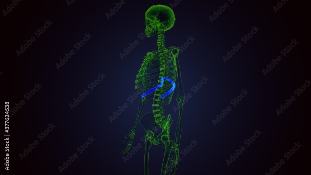 Human skeleton anatomy Rib Cage 9th Bone 3D Rendering .
Human skeleton anatomy Rib Cage 9th Bone 3D Rendering .