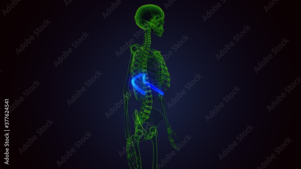 3d render of human skeleton anatomy rib cage 10th bone anatomy
3d render of human skeleton anatomy rib cage 10th bone anatomy