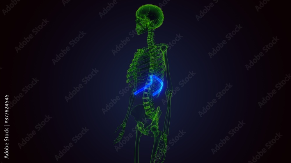 3d render of human skeleton anatomy rib cage 10th bone anatomy
3d render of human skeleton anatomy rib cage 10th bone anatomy