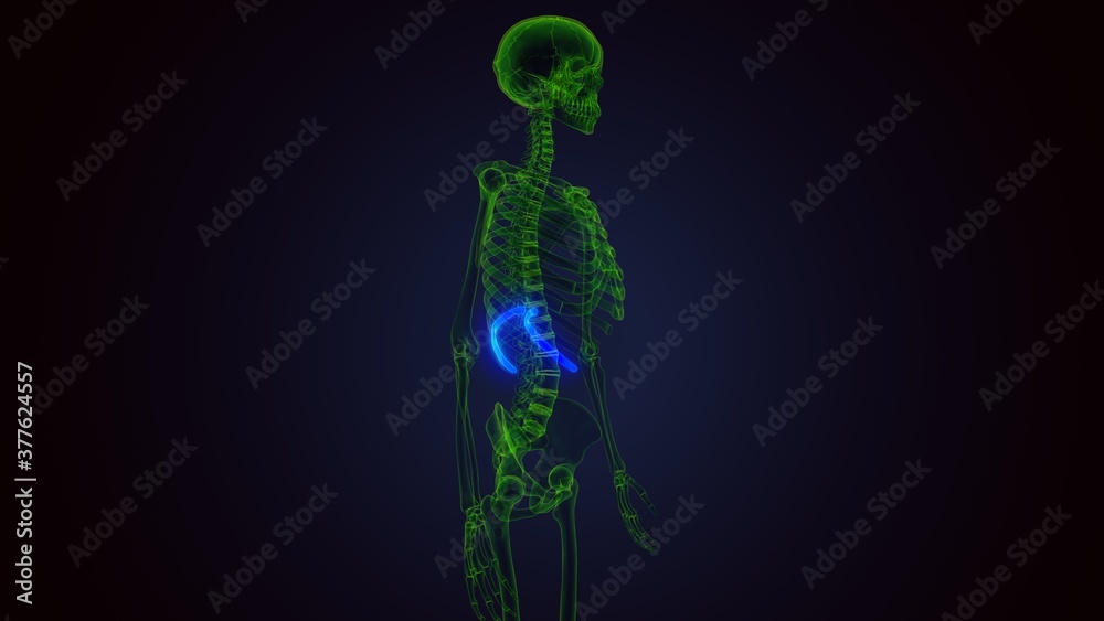 3d render of human skeleton anatomy rib cage 10th bone anatomy
