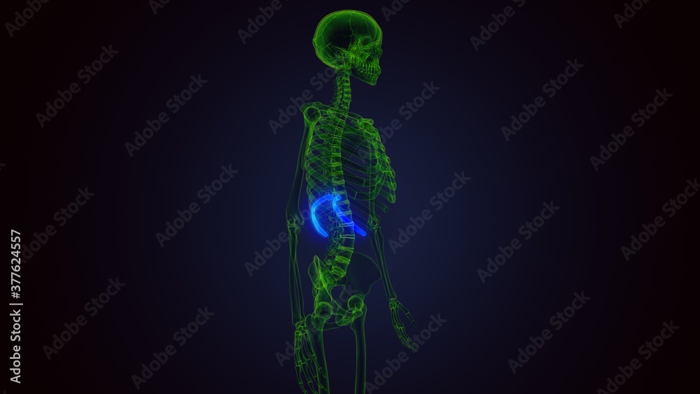 3d render of human skeleton anatomy rib cage 10th bone anatomy
3d render of human skeleton anatomy rib cage 10th bone anatomy