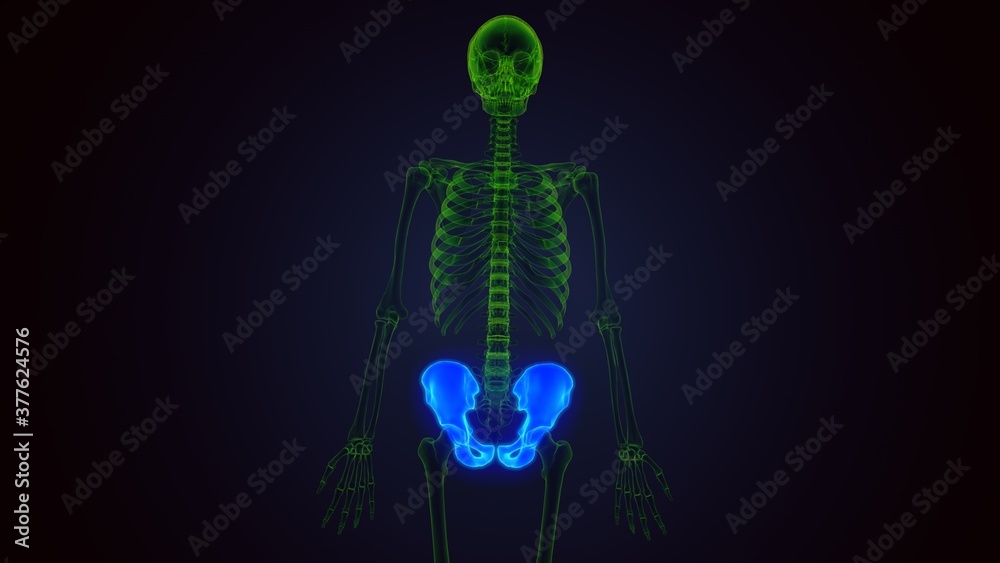 3d render of human selection hip bone anatomy 3d render of human selection hip bone anatomy