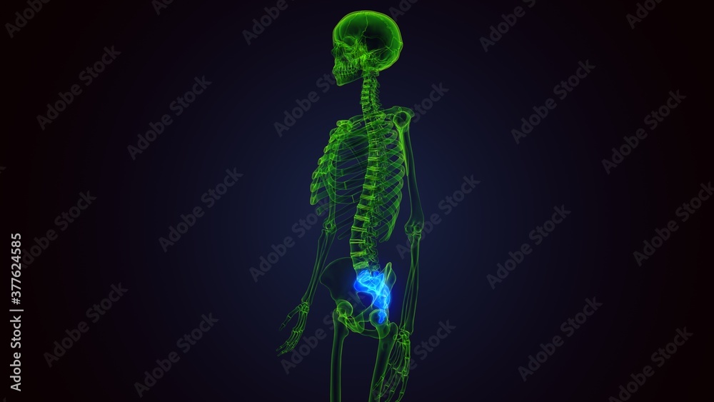 3d render of human skeleton sacra bone anatomy 3d render of human skeleton sacra bone anatomy