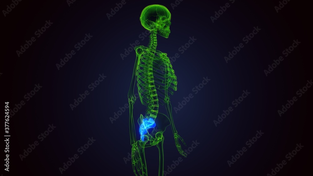 3d render of human skeleton sacra bone anatomy
