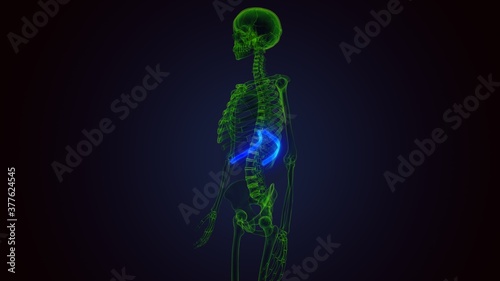 3d render of human skeleton anatomy rib cage 10th bone anatomy 