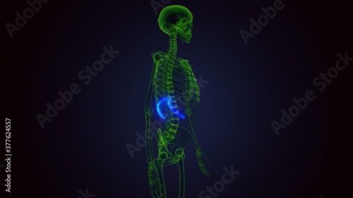 3d render of human skeleton anatomy rib cage 10th bone anatomy 