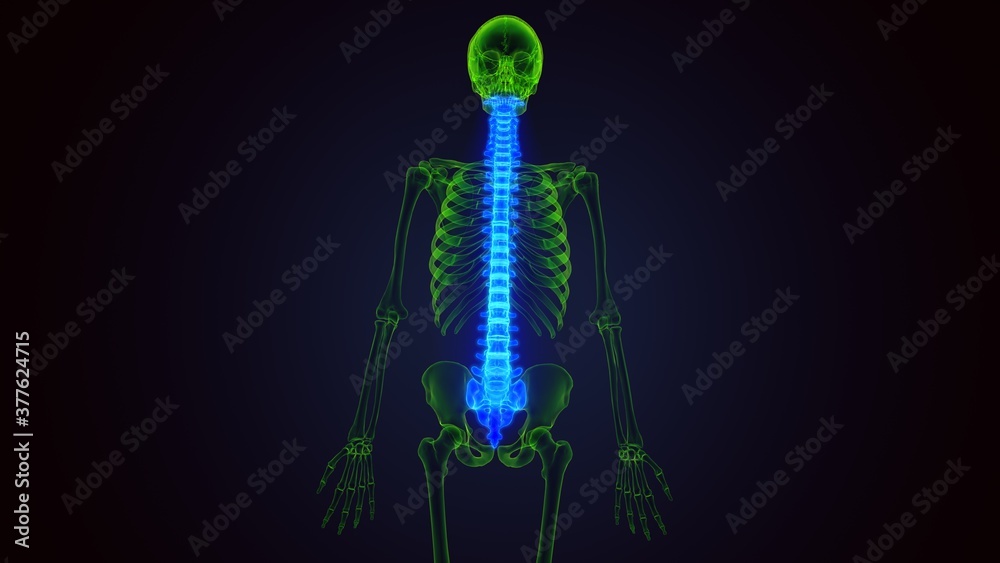 3d render of human skeleton spinal bone anatomy 3d render of human skeleton spinal bone anatomy