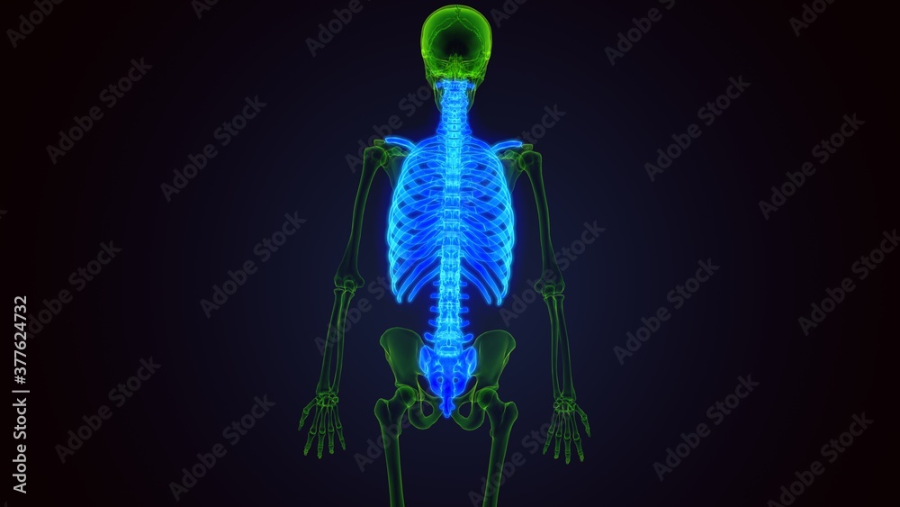 human skeleton axial Skeletal anatomy 3D Illustration
human skeleton axial Skeletal anatomy 3D Illustration
