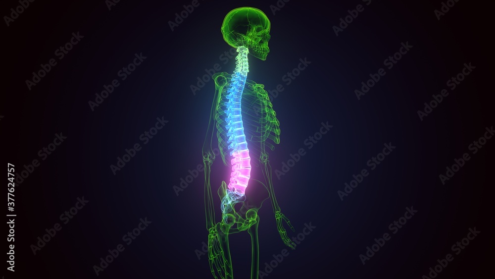 3d illustration of Skull With Spinal Cord Anatomy
3d illustration of Skull With Spinal Cord Anatomy
