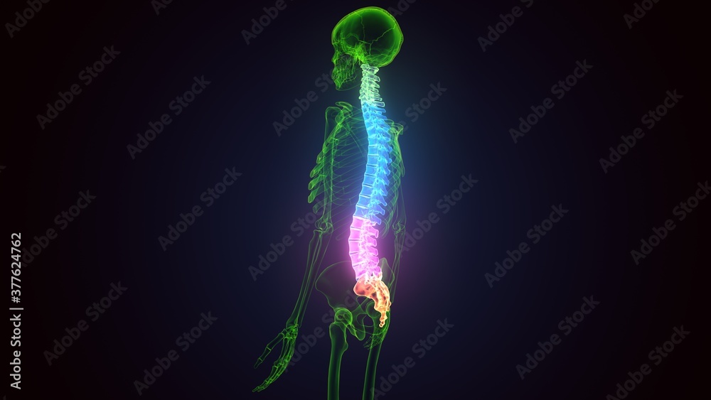 3d illustration of Skull With Spinal Cord Anatomy
3d illustration of Skull With Spinal Cord Anatomy