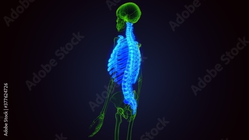 human skeleton axial Skeletal anatomy 3D Illustration  © PIC4U