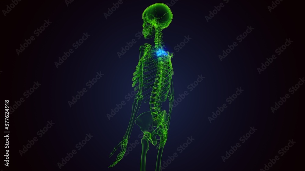 human skeleton vertebral column thoracic vertebrae anatomy 3D Illustration
human skeleton vertebral column thoracic vertebrae anatomy 3D Illustration