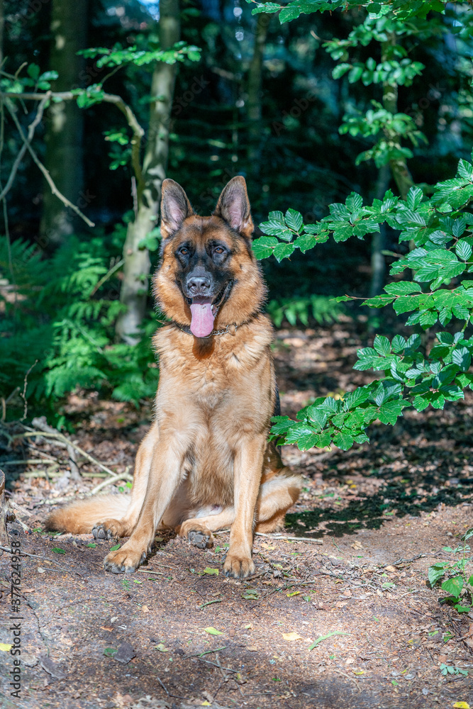 Brown German Shepherd dog, male sits in the woods on the sand, tongue sticking out. Trees in the background Brown German Shepherd dog, male sits in the woods on the sand, tongue sticking out. Trees in the background