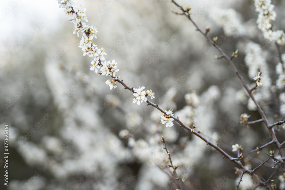blurred digital background spring blossom branches concept blurred digital background spring blossom branches concept