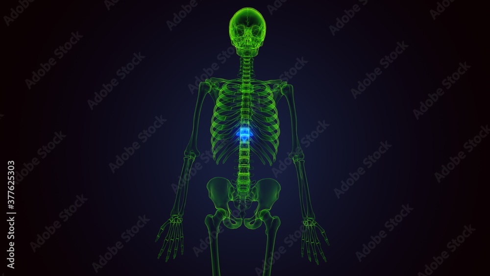 3d render of human skeleton thoracic vertebrae bone anatomy 3d render of human skeleton thoracic vertebrae bone anatomy