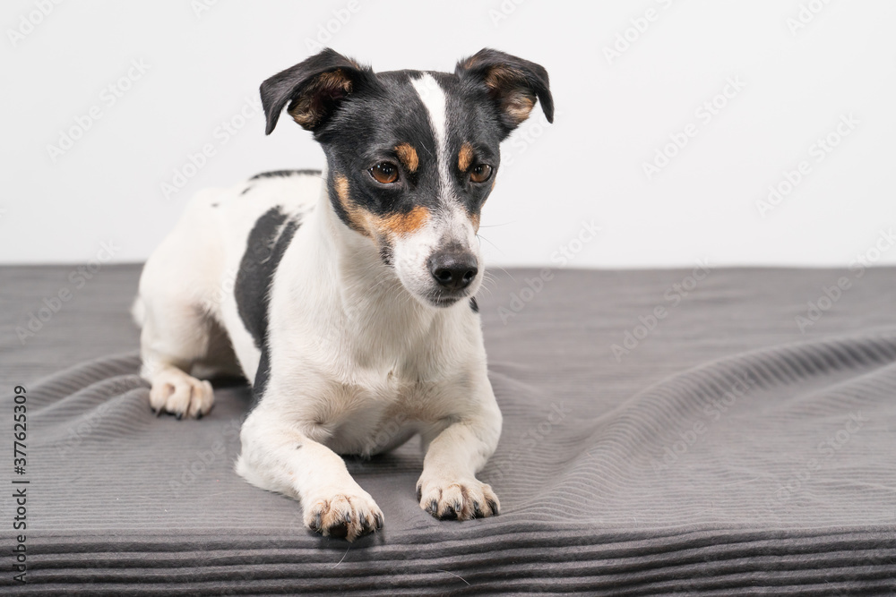 Young brown, black and white Jack Russell Terrier posing in a studio, the dog looks straight into the camera, copy space