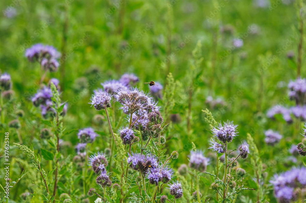 Obraz premium eine Wiese voller Bienenkraut und Wildblumen mit vielen Insekten im Frühling