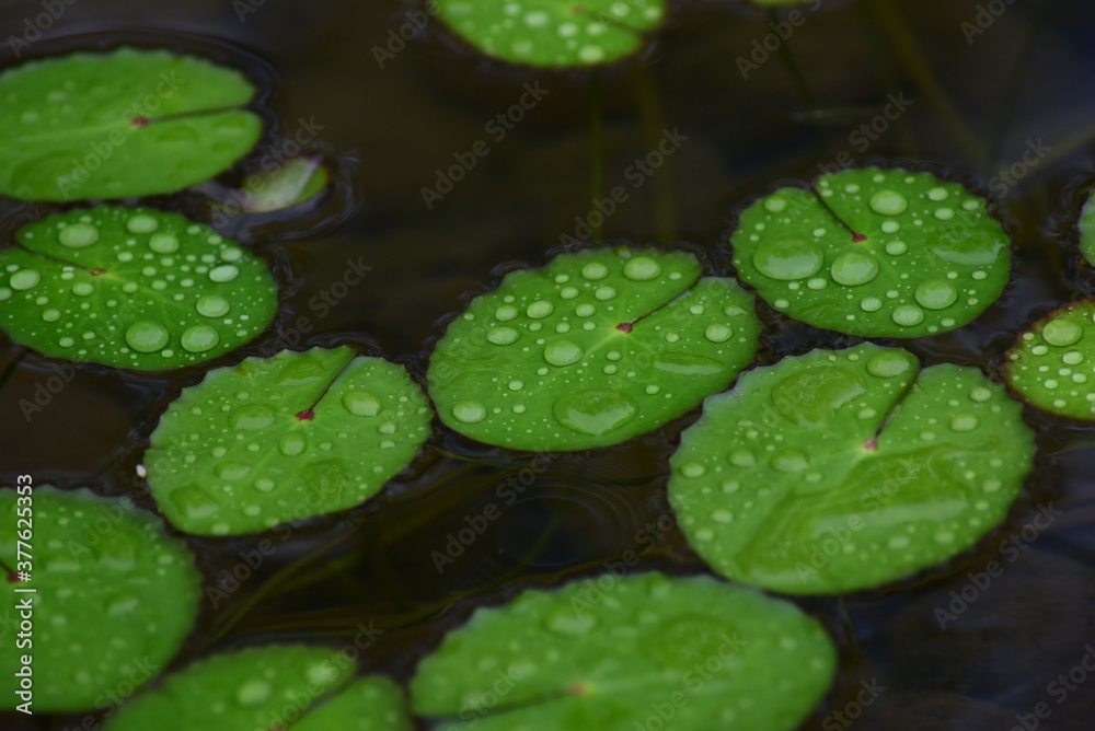 池に浮かぶ小さい円いたくさんの水草 池に浮かぶ小さい円いたくさんの水草