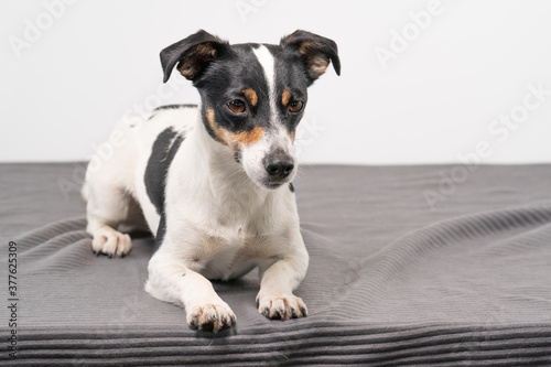 Fototapeta Naklejka Na Ścianę i Meble -  Young brown, black and white Jack Russell Terrier posing in a studio, the dog looks straight into the camera, copy space