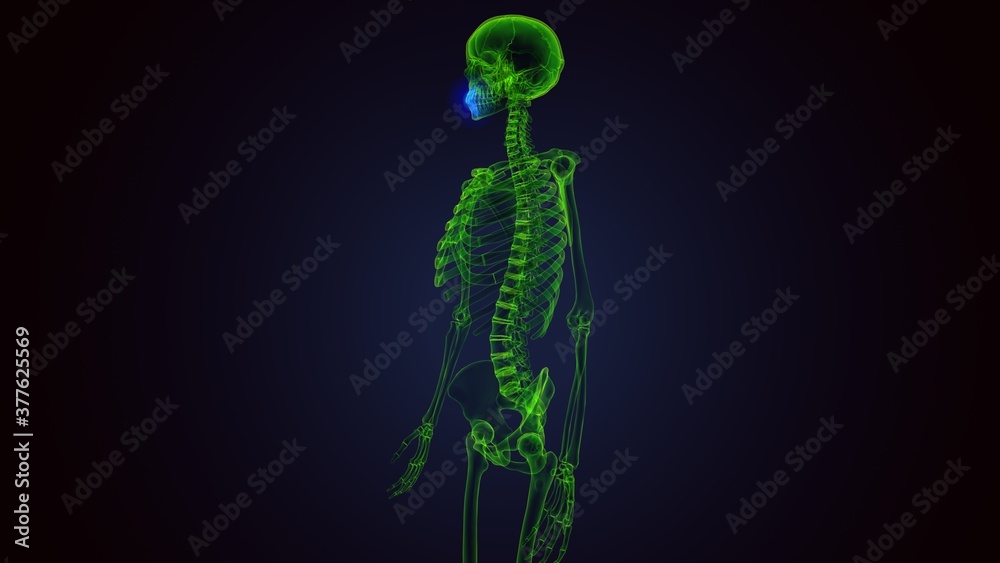 3d render of human body Maxilla Bone anatomy 3d render of human body Maxilla Bone anatomy