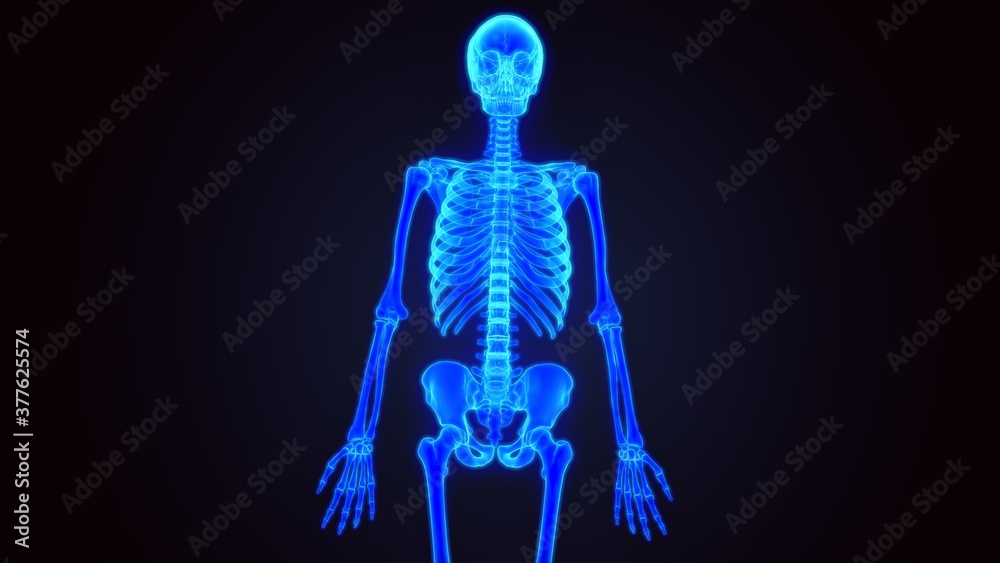 3D Illustration Human Skeleton Anatomy.