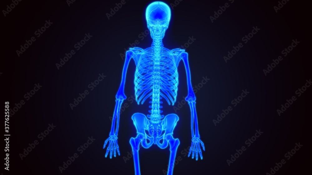 3D Illustration Human Skeleton Anatomy.