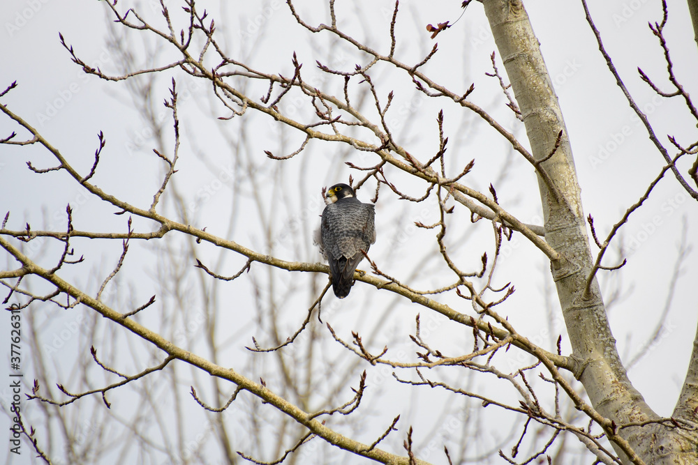 A peregrine falcon perching on the branch. Vancouver BC Canada
A peregrine falcon perching on the branch. Vancouver BC Canada