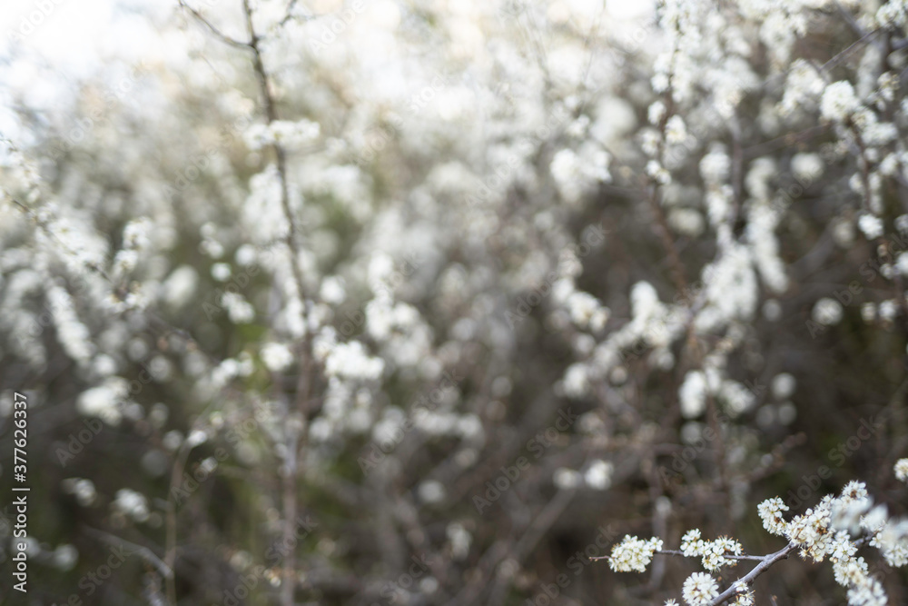 blurred digital background spring blossom branches concept blurred digital background spring blossom branches concept