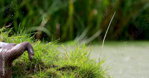 eurasian otter, Lutra lutra, mid to wide shot of otter swimming in pond during a bright sunny day.