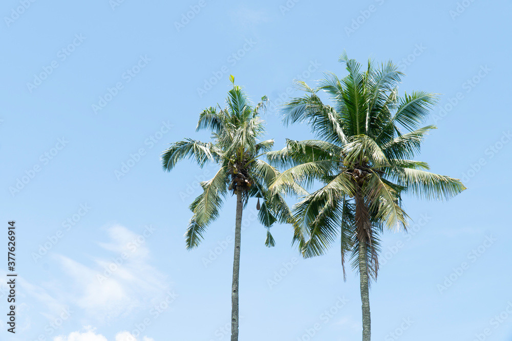 Naklejka premium Coconut trees on bright sky, Ant eye view.